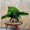 Scapeshop.com.au One Only Fontinalis Log Extra-large Dancing Tree Stump Driftwood Creation - One Only Fontinalis Log Extra-large Dancing Tree Stump Driftwood Creation One only