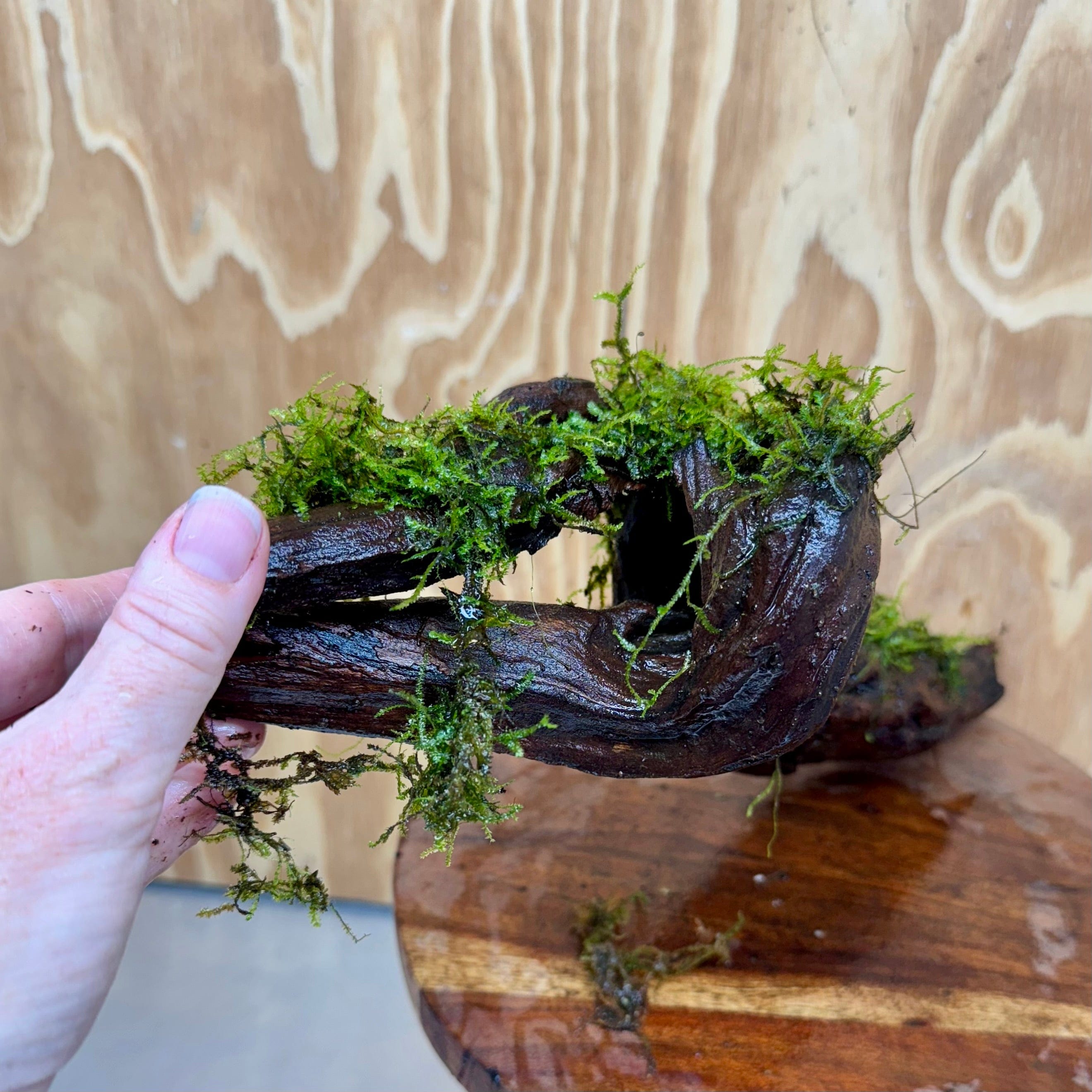 Scapeshop.com.au One Only Fontinalis Log - Large (Java Moss) - One Only Fontinalis Log - Large (Java Moss) - One Only
