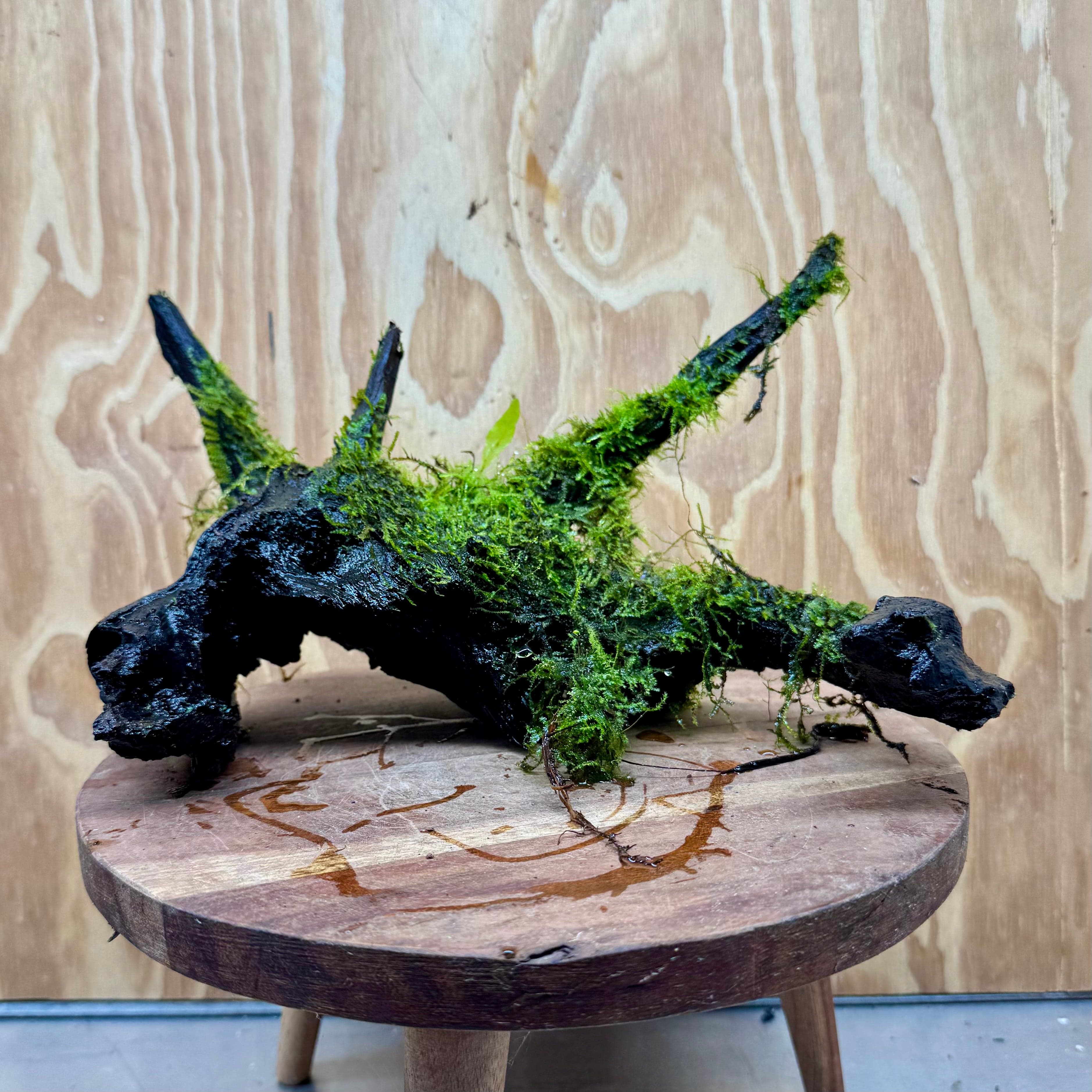 Scapeshop.com.au One Only Fontinalis Log - Large (Java Moss) - One Only - Dragon Fontinalis Log - Large (Java Moss) - One Only - Dragon