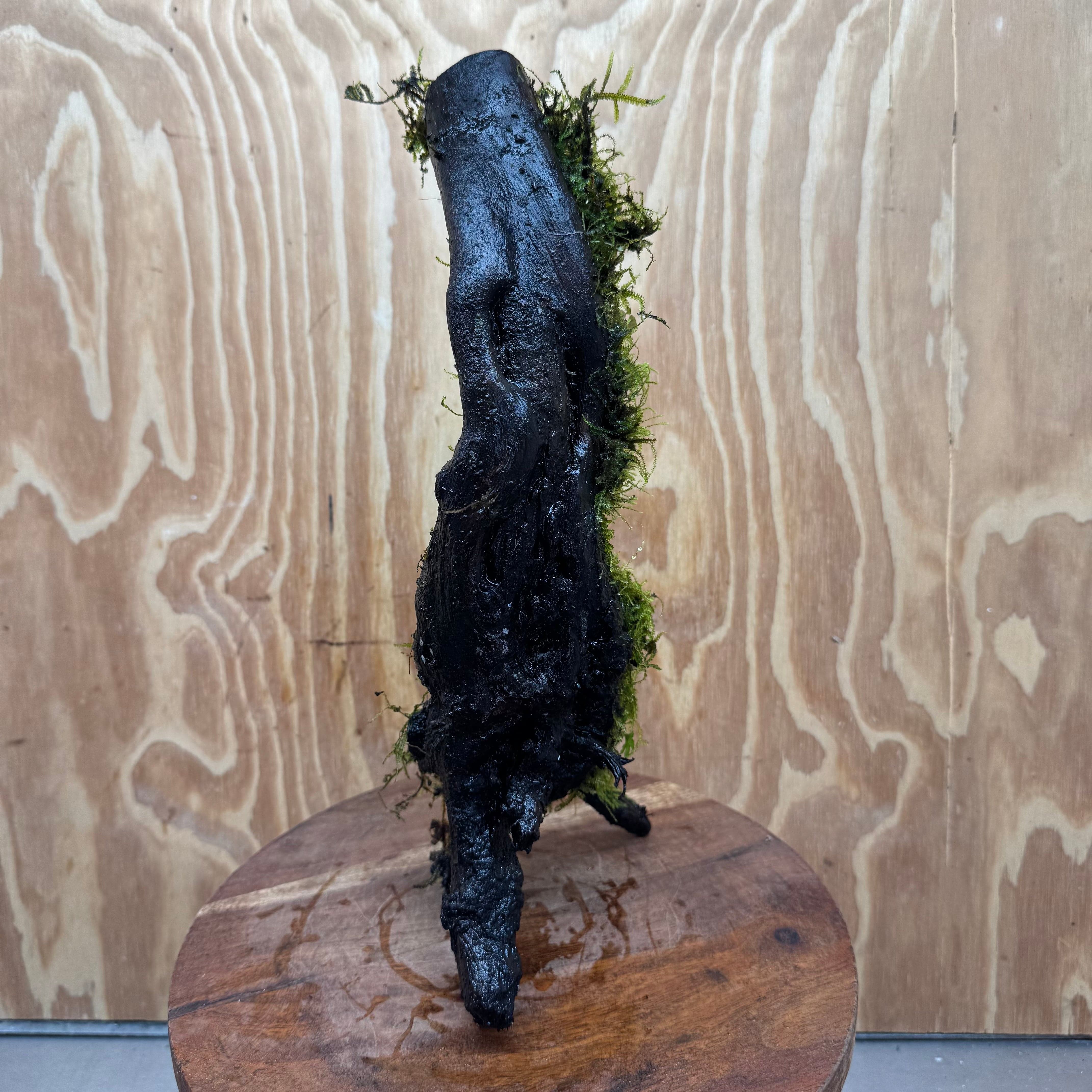 Scapeshop.com.au One Only Fontinalis Log - Large (Java Moss) - One Only - Dragon Fontinalis Log - Large (Java Moss) - One Only - Dragon