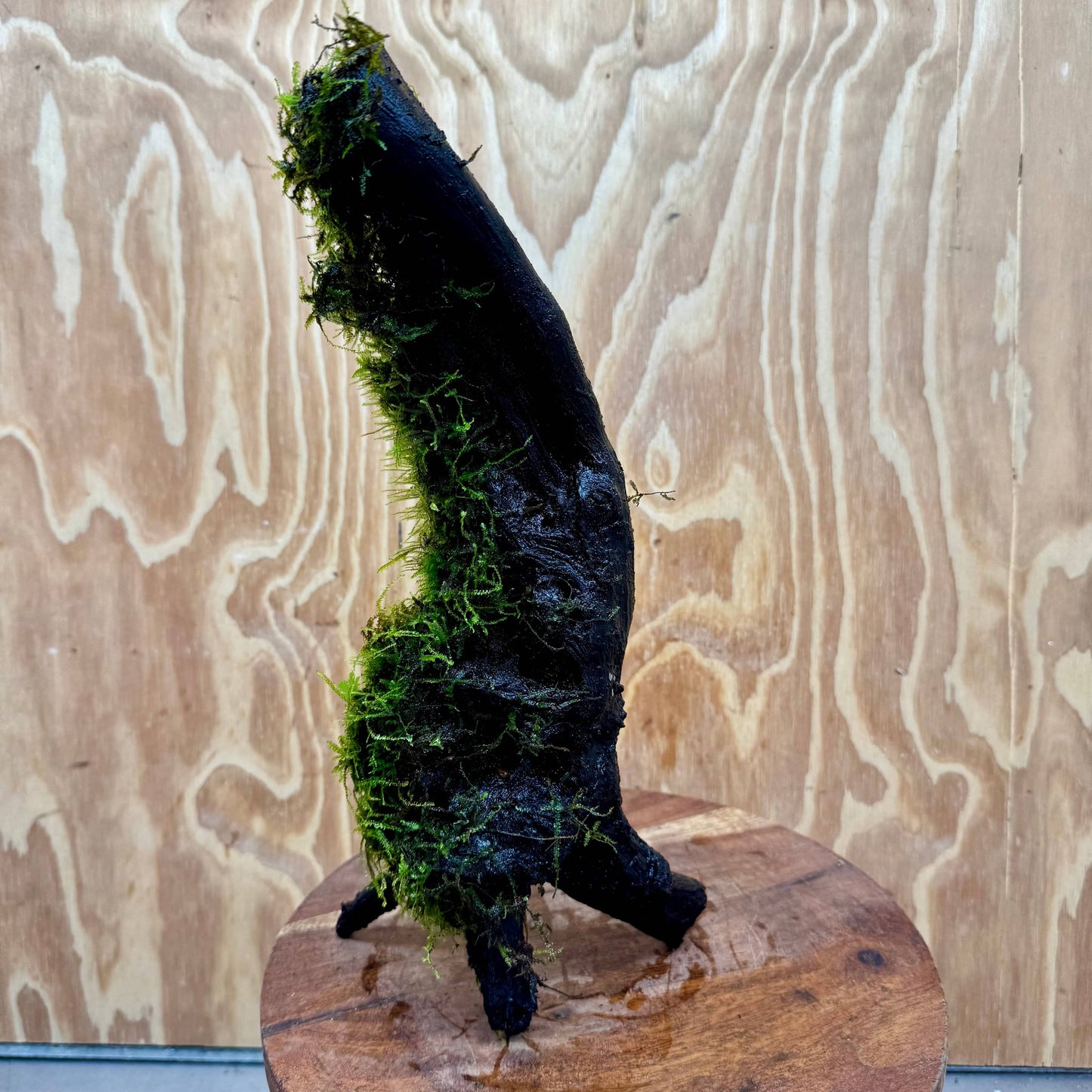 Scapeshop.com.au One Only Fontinalis Log - Large (Java Moss) - One Only - Dragon Fontinalis Log - Large (Java Moss) - One Only - Dragon