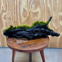 Scapeshop.com.au One Only Fontinalis Log - Large (Java Moss) - One Only - Dragon Fontinalis Log - Large (Java Moss) - One Only - Dragon