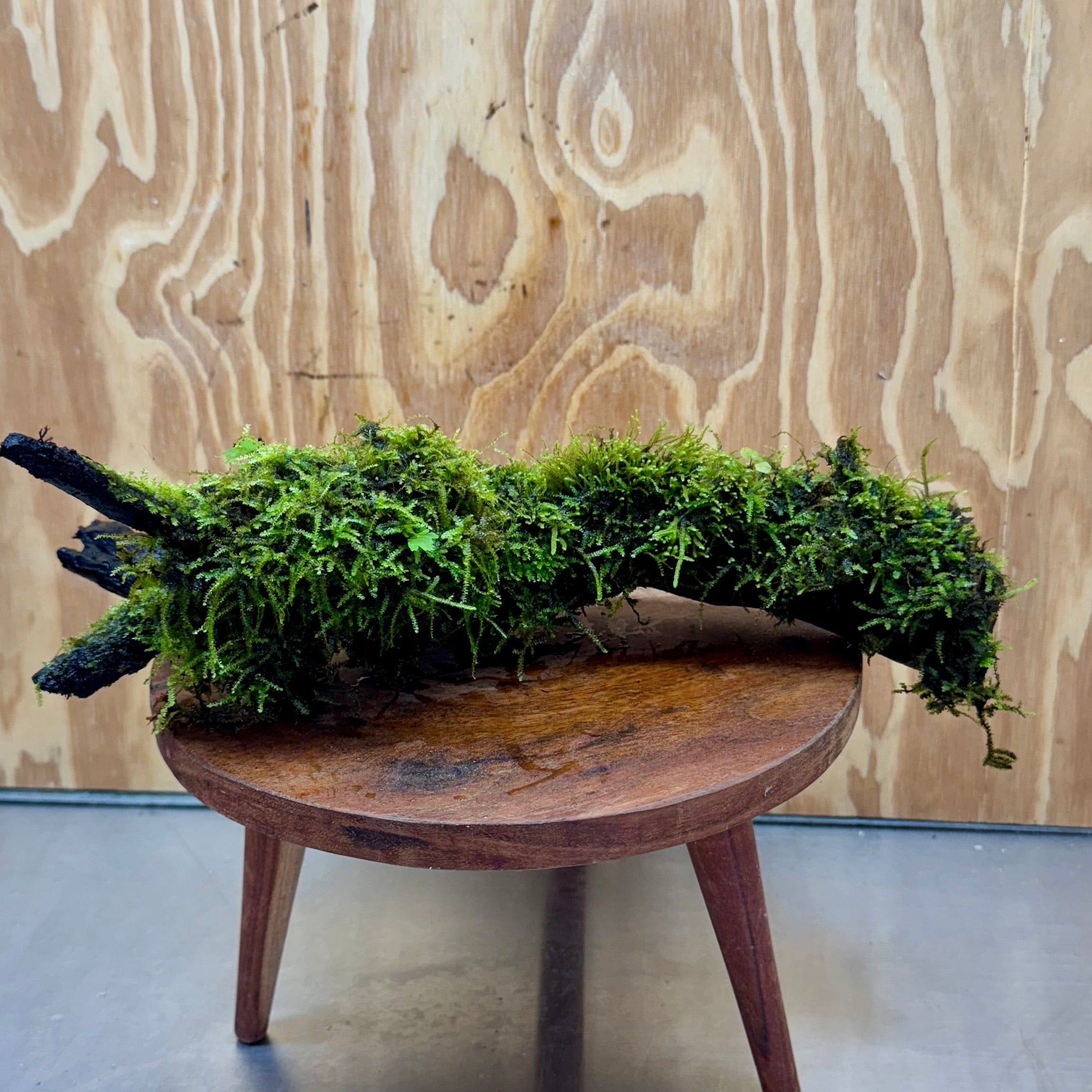 Scapeshop.com.au One Only Fontinalis Log - Large (Java Moss) - One Only - Dragon Fontinalis Log - Large (Java Moss) - One Only - Dragon