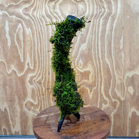 Scapeshop.com.au One Only Fontinalis Log - Large (Java Moss) - One Only - Dragon Fontinalis Log - Large (Java Moss) - One Only - Dragon