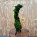 Scapeshop.com.au One Only Fontinalis Log - Large (Java Moss) - One Only - Dragon Fontinalis Log - Large (Java Moss) - One Only - Dragon