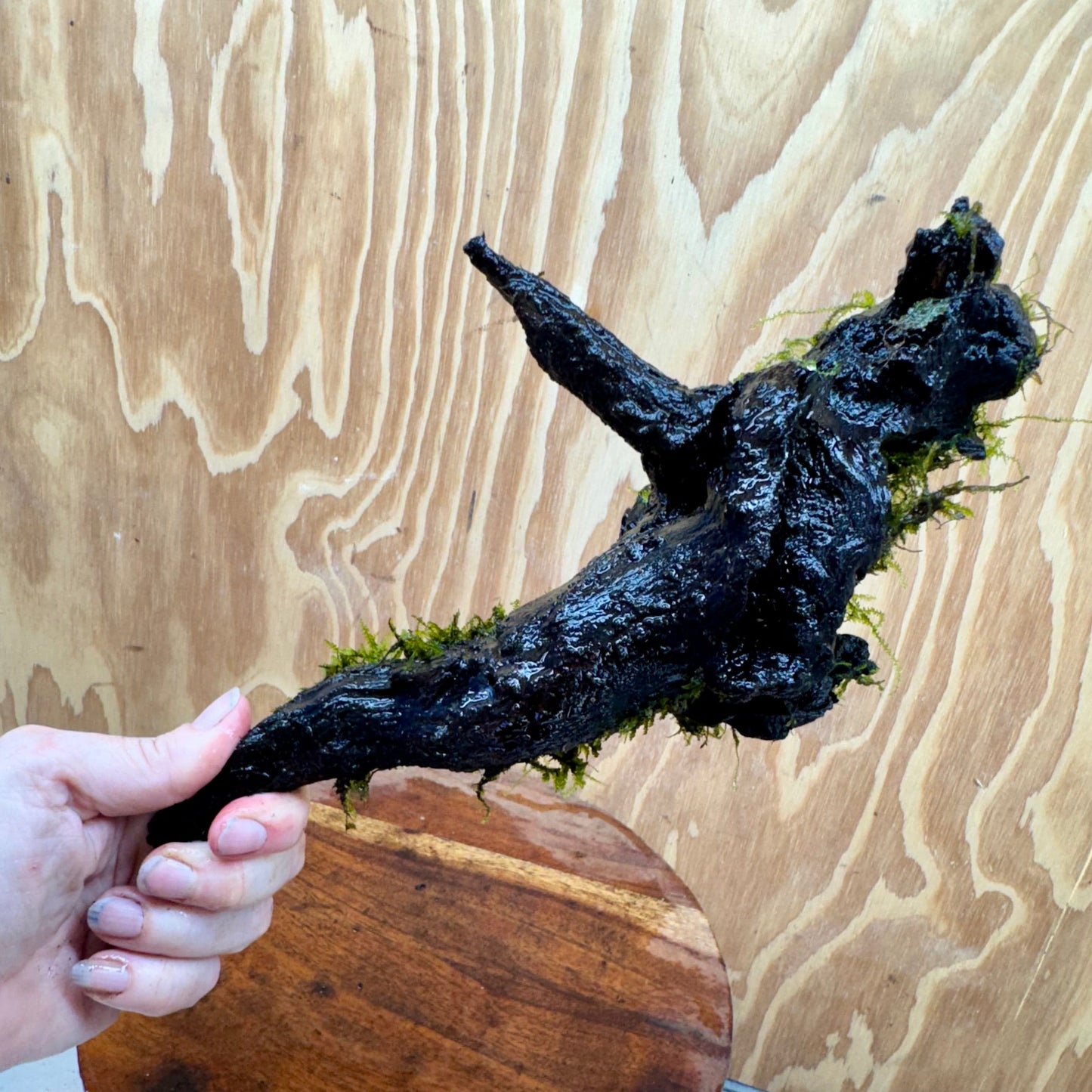 Scapeshop.com.au One Only Fontinalis Log - Large (Java Moss) - One Only - Dragon Fontinalis Log - Large (Java Moss) - One Only - Dragon