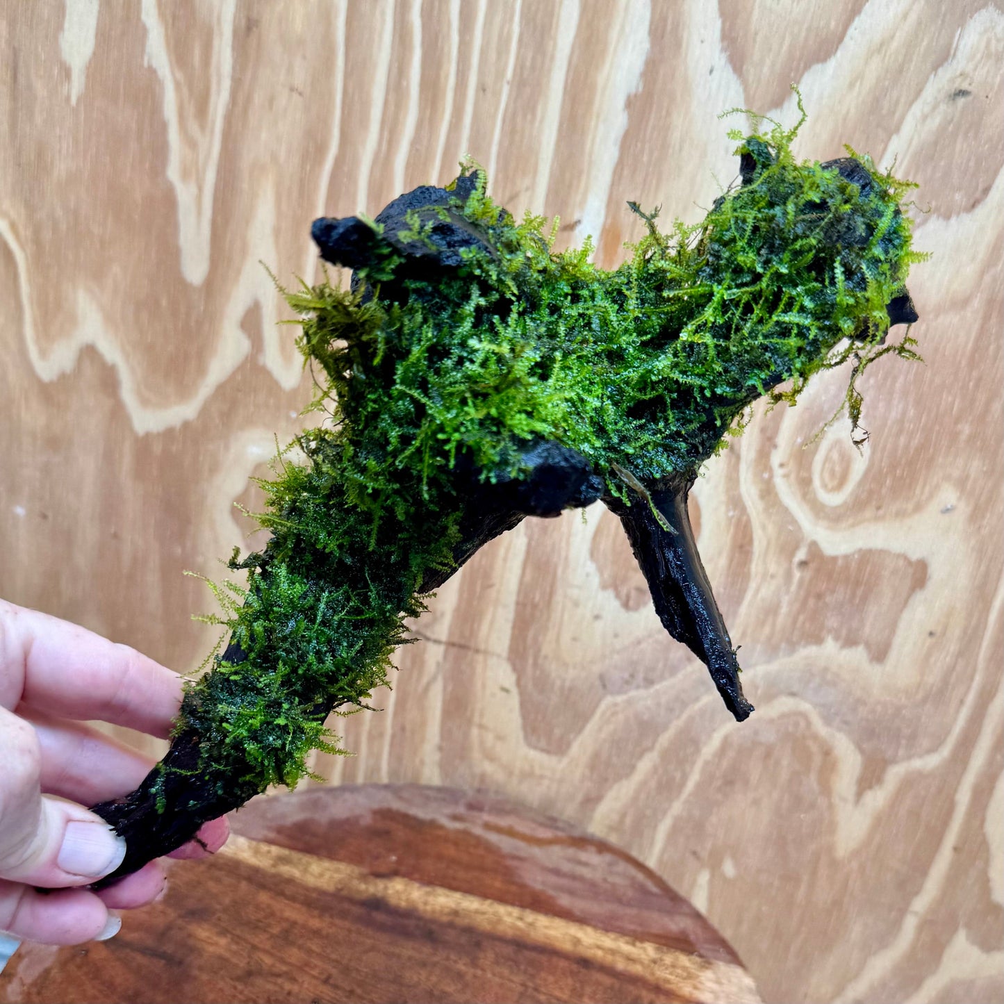 Scapeshop.com.au One Only Fontinalis Log - Large (Java Moss) - One Only - Dragon Fontinalis Log - Large (Java Moss) - One Only - Dragon