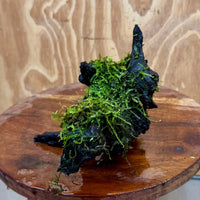Scapeshop.com.au One Only Fontinalis Log - Large (Java Moss) - One Only - Dragon Fontinalis Log - Large (Java Moss) - One Only - Dragon