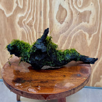 Scapeshop.com.au One Only Fontinalis Log - Large (Java Moss) - One Only - Dragon Fontinalis Log - Large (Java Moss) - One Only - Dragon