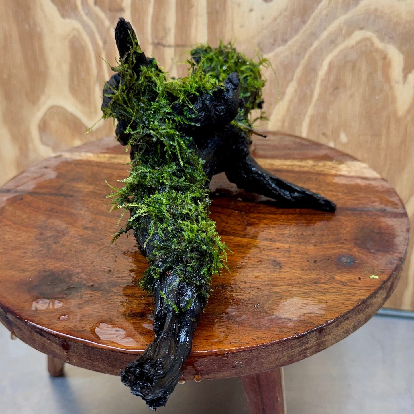 Scapeshop.com.au One Only Fontinalis Log - Large (Java Moss) - One Only - Dragon Fontinalis Log - Large (Java Moss) - One Only - Dragon