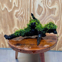 Scapeshop.com.au One Only Fontinalis Log - Large (Java Moss) - One Only - Dragon Fontinalis Log - Large (Java Moss) - One Only - Dragon