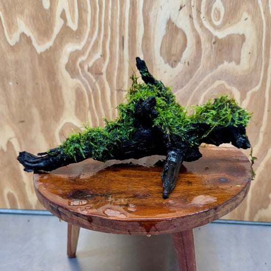 Scapeshop.com.au One Only Fontinalis Log - Large (Java Moss) - One Only - Dragon Fontinalis Log - Large (Java Moss) - One Only - Dragon