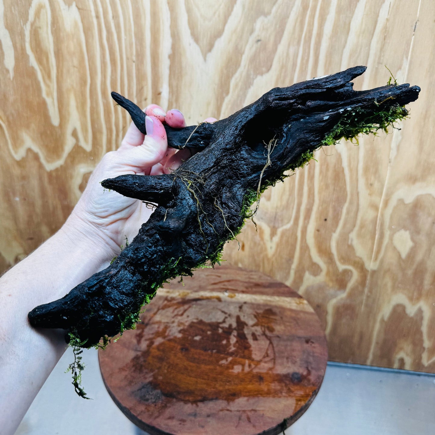 Scapeshop.com.au One Only Fontinalis Log - Large (Java Moss) - One Only - Dragon Fontinalis Log - Large (Java Moss) - One Only - Dragon