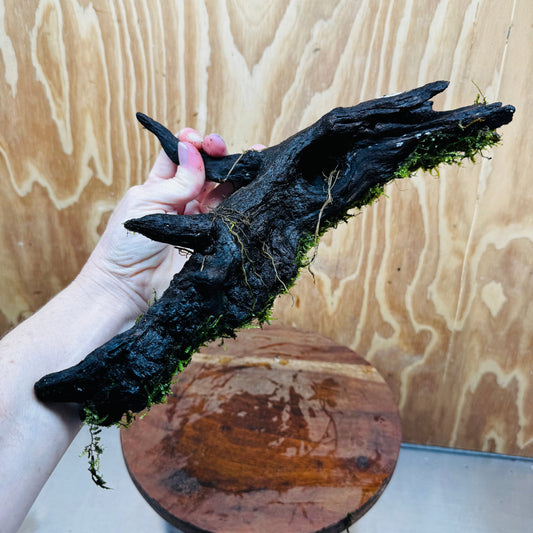 Scapeshop.com.au One Only Fontinalis Log - Large (Java Moss) - One Only - Dragon Fontinalis Log - Large (Java Moss) - One Only - Dragon