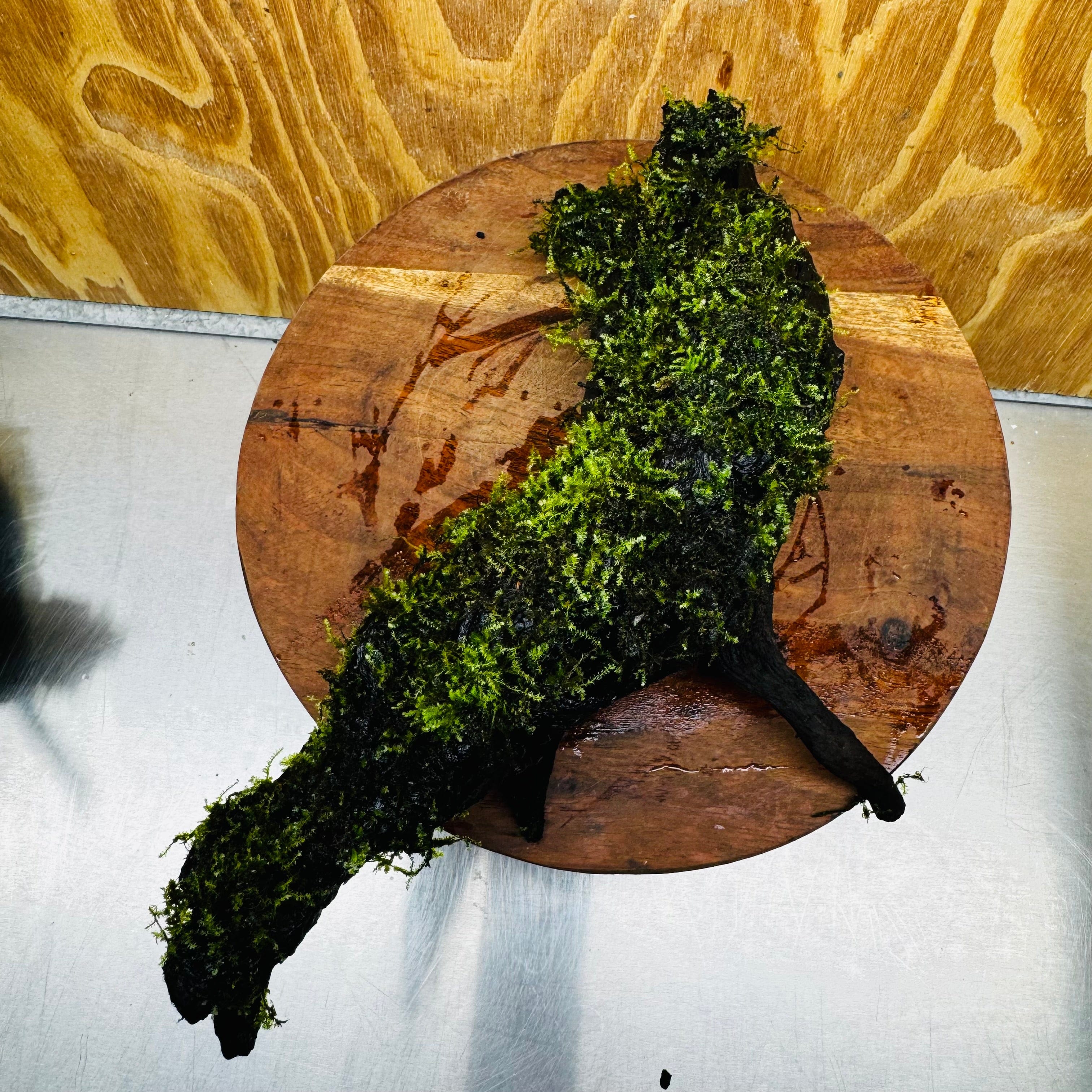 Scapeshop.com.au One Only Fontinalis Log - Large (Java Moss) - One Only - Dragon Fontinalis Log - Large (Java Moss) - One Only - Dragon
