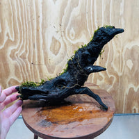 Scapeshop.com.au One Only Fontinalis Log - Large (Java Moss) - One Only - Dragon Fontinalis Log - Large (Java Moss) - One Only - Dragon