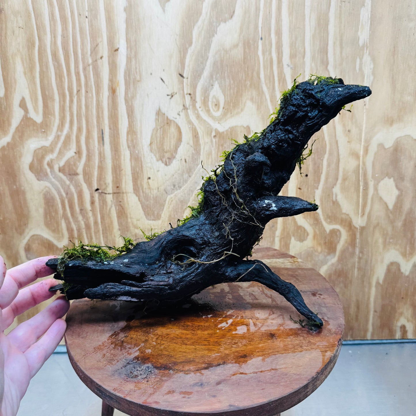 Scapeshop.com.au One Only Fontinalis Log - Large (Java Moss) - One Only - Dragon Fontinalis Log - Large (Java Moss) - One Only - Dragon