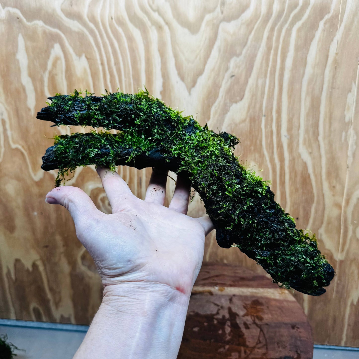 Scapeshop.com.au One Only Fontinalis Log - Large (Java Moss) - One Only - Dragon Fontinalis Log - Large (Java Moss) - One Only - Dragon
