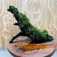 Scapeshop.com.au One Only Fontinalis Log - Large (Java Moss) - One Only - Dragon Fontinalis Log - Large (Java Moss) - One Only - Dragon