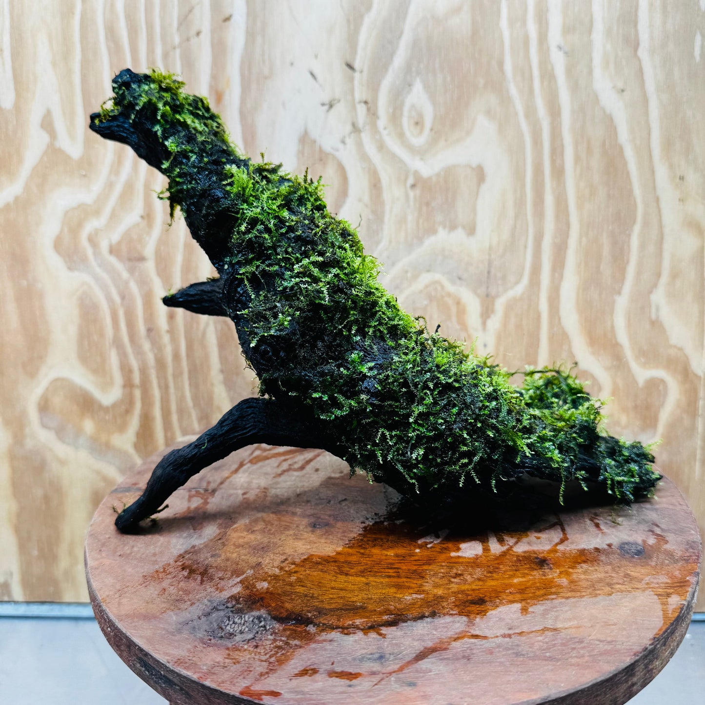 Scapeshop.com.au One Only Fontinalis Log - Large (Java Moss) - One Only - Dragon Fontinalis Log - Large (Java Moss) - One Only - Dragon