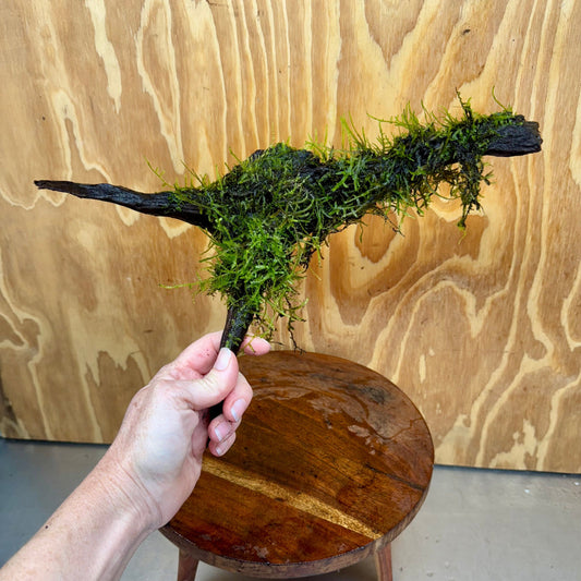 Scapeshop.com.au One Only Fontinalis Log - Large (Java Moss) - One Only - Excellent Fontinalis Log - Large (Java Moss) - One Only - Excellent