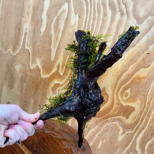 Scapeshop.com.au One Only Fontinalis Log - Large (Java Moss) - One Only - Excellent Fontinalis Log - Large (Java Moss) - One Only - Excellent