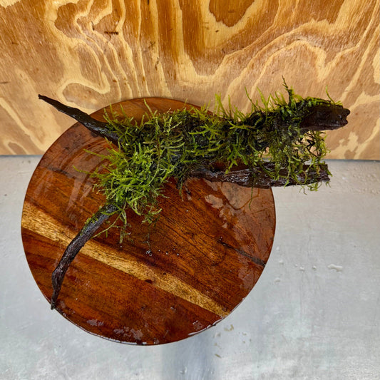 Scapeshop.com.au One Only Fontinalis Log - Large (Java Moss) - One Only - Excellent Fontinalis Log - Large (Java Moss) - One Only - Excellent