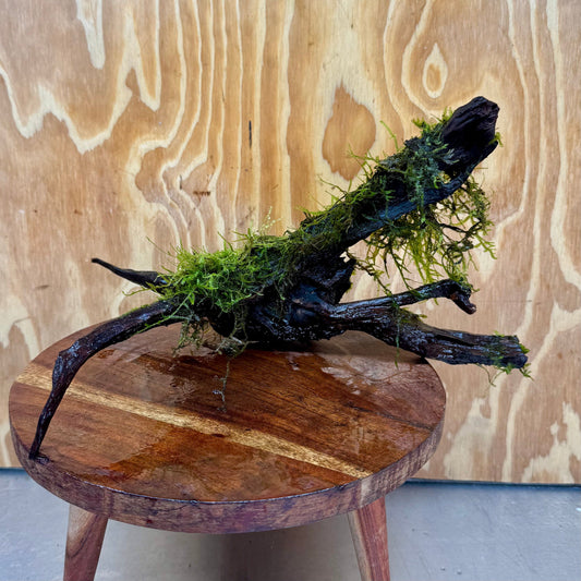Scapeshop.com.au One Only Fontinalis Log - Large (Java Moss) - One Only - Excellent Fontinalis Log - Large (Java Moss) - One Only - Excellent