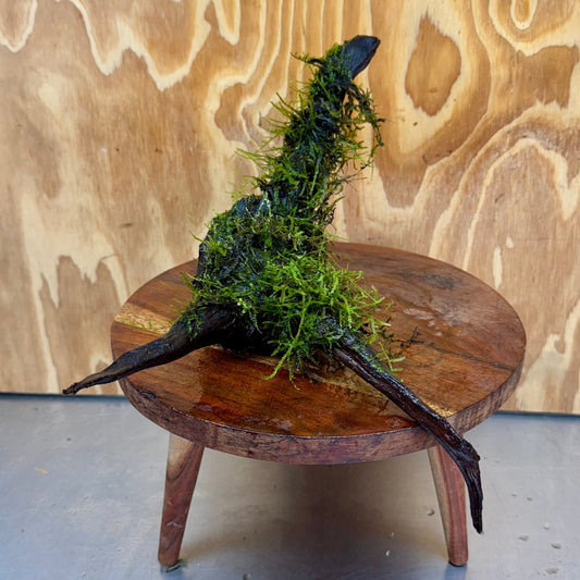 Scapeshop.com.au One Only Fontinalis Log - Large (Java Moss) - One Only - Excellent Fontinalis Log - Large (Java Moss) - One Only - Excellent