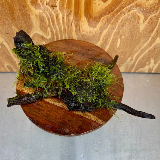Scapeshop.com.au One Only Fontinalis Log - Large (Java Moss) - One Only - Excellent Fontinalis Log - Large (Java Moss) - One Only - Excellent