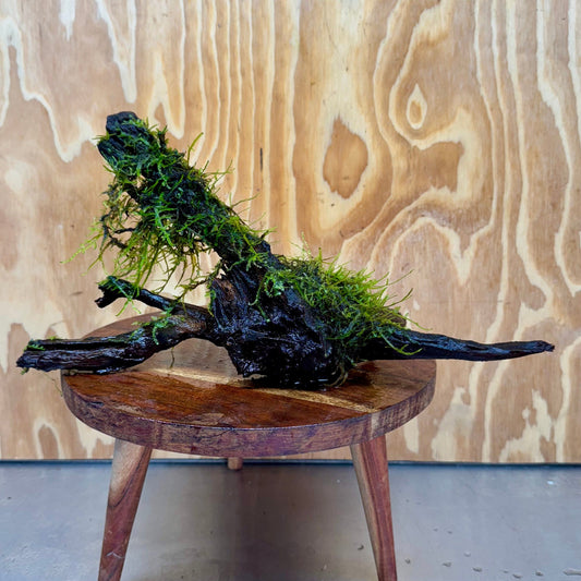 Scapeshop.com.au One Only Fontinalis Log - Large (Java Moss) - One Only - Excellent Fontinalis Log - Large (Java Moss) - One Only - Excellent