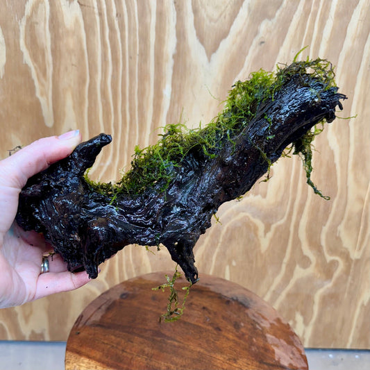 Scapeshop.com.au One Only Fontinalis Log - Large (Java Moss) - One Only - Excellent Fontinalis Log - Large (Java Moss) - One Only - Excellent