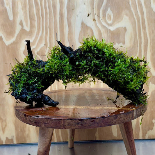 Scapeshop.com.au One Only Fontinalis Log - Large (Java Moss) - One Only - Excellent Fontinalis Log - Large (Java Moss) - One Only - Excellent