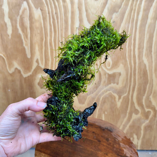 Scapeshop.com.au One Only Fontinalis Log - Large (Java Moss) - One Only - Excellent Fontinalis Log - Large (Java Moss) - One Only - Excellent