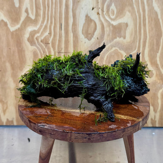 Scapeshop.com.au One Only Fontinalis Log - Large (Java Moss) - One Only - Excellent Fontinalis Log - Large (Java Moss) - One Only - Excellent