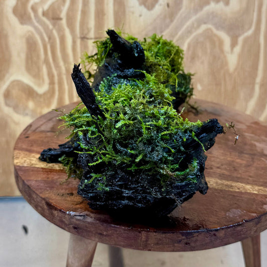 Scapeshop.com.au One Only Fontinalis Log - Large (Java Moss) - One Only - Excellent Fontinalis Log - Large (Java Moss) - One Only - Excellent