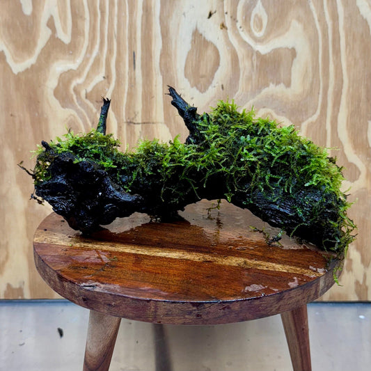 Scapeshop.com.au One Only Fontinalis Log - Large (Java Moss) - One Only - Excellent Fontinalis Log - Large (Java Moss) - One Only - Excellent