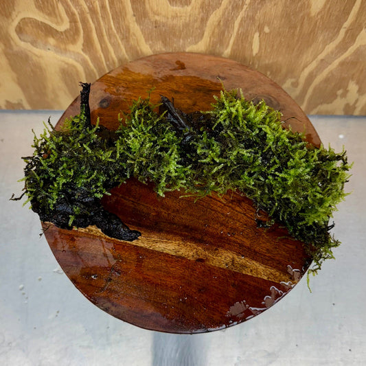 Scapeshop.com.au One Only Fontinalis Log - Large (Java Moss) - One Only - Excellent Fontinalis Log - Large (Java Moss) - One Only - Excellent