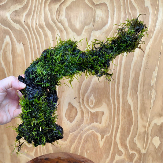 Scapeshop.com.au One Only Fontinalis Log - Large (Java Moss) - One Only - Excellent Fontinalis Log - Large (Java Moss) - One Only - Excellent