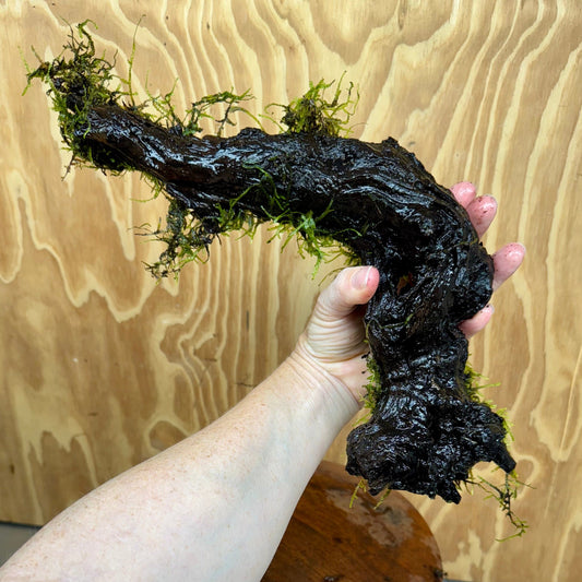 Scapeshop.com.au One Only Fontinalis Log - Large (Java Moss) - One Only - Excellent Fontinalis Log - Large (Java Moss) - One Only - Excellent