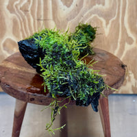 Scapeshop.com.au One Only Fontinalis Log - Large (Java Moss) - One Only - Excellent Fontinalis Log - Large (Java Moss) - One Only - Excellent
