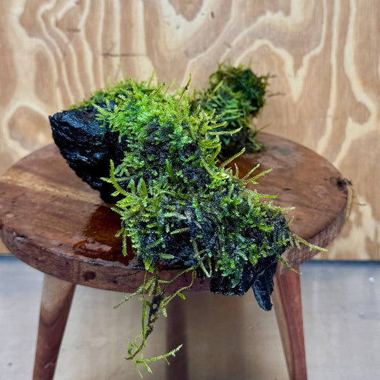 Scapeshop.com.au One Only Fontinalis Log - Large (Java Moss) - One Only - Excellent Fontinalis Log - Large (Java Moss) - One Only - Excellent