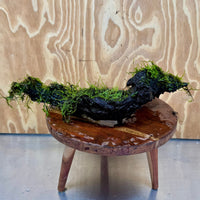 Scapeshop.com.au One Only Fontinalis Log - Large (Java Moss) - One Only - Excellent Fontinalis Log - Large (Java Moss) - One Only - Excellent