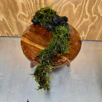 Scapeshop.com.au One Only Fontinalis Log - Large (Java Moss) - One Only - Excellent Fontinalis Log - Large (Java Moss) - One Only - Excellent