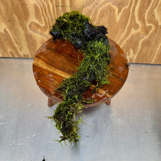 Scapeshop.com.au One Only Fontinalis Log - Large (Java Moss) - One Only - Excellent Fontinalis Log - Large (Java Moss) - One Only - Excellent