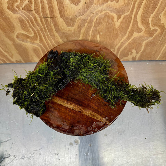 Scapeshop.com.au One Only Fontinalis Log - Large (Java Moss) - One Only - Excellent Fontinalis Log - Large (Java Moss) - One Only - Excellent