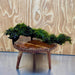 Scapeshop.com.au One Only Fontinalis Log - Large (Java Moss) - One Only - Excellent Fontinalis Log - Large (Java Moss) - One Only - Excellent