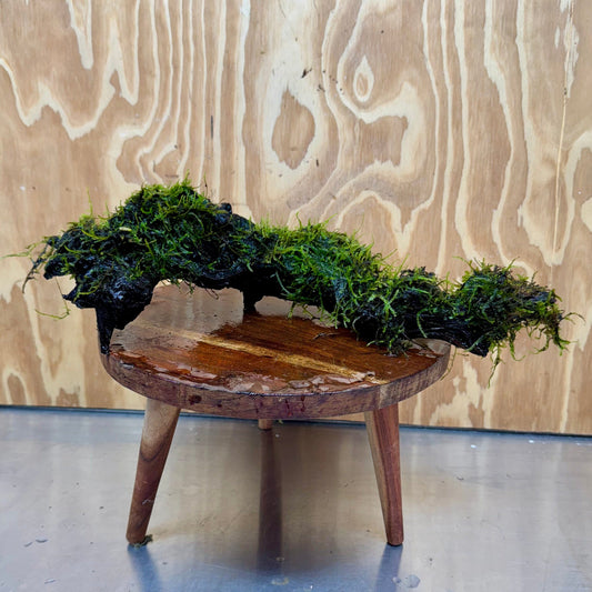 Scapeshop.com.au One Only Fontinalis Log - Large (Java Moss) - One Only - Excellent Fontinalis Log - Large (Java Moss) - One Only - Excellent
