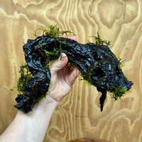 Scapeshop.com.au One Only Fontinalis Log - Large (Java Moss) - One Only - Grand Arch Fontinalis Log - Large (Java Moss) - One Only - Grand Arch