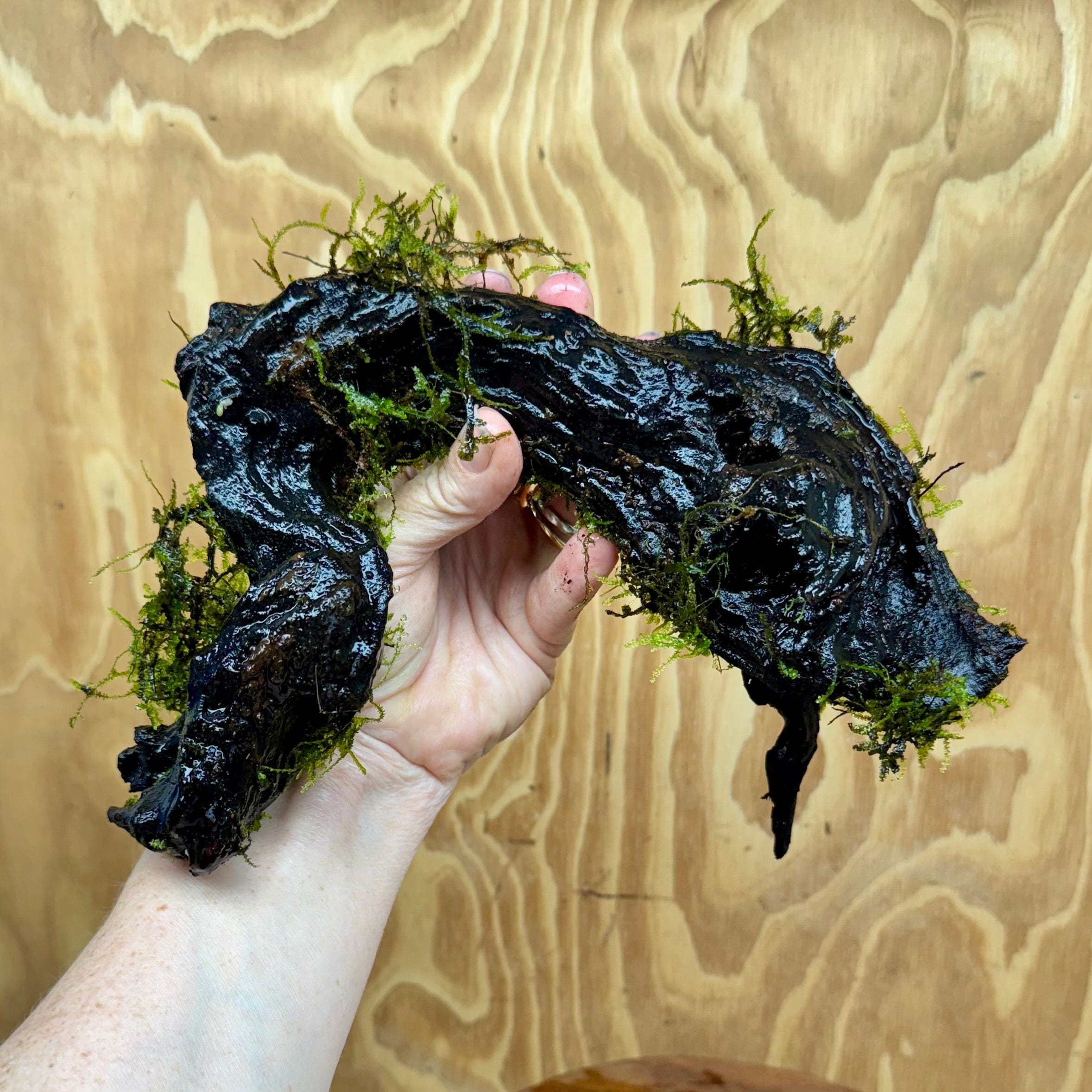 Scapeshop.com.au One Only Fontinalis Log - Large (Java Moss) - One Only - Grand Arch Fontinalis Log - Large (Java Moss) - One Only - Grand Arch